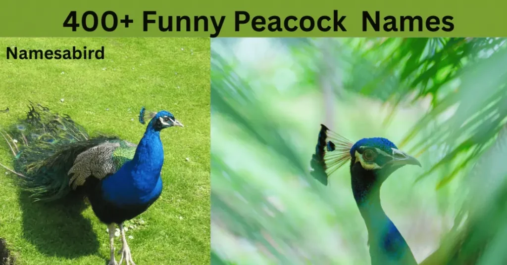 400 Funny Peacock Names ( Hilarious& Creative ) Meaning + & Generator