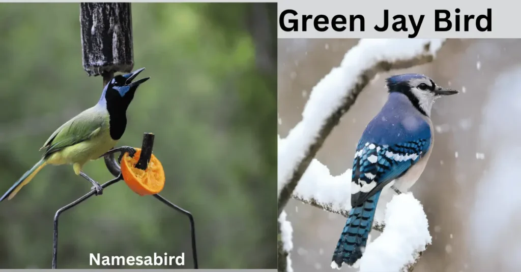 Green Jay Bird