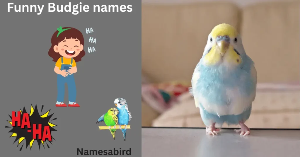 What Are Good Budgie Names