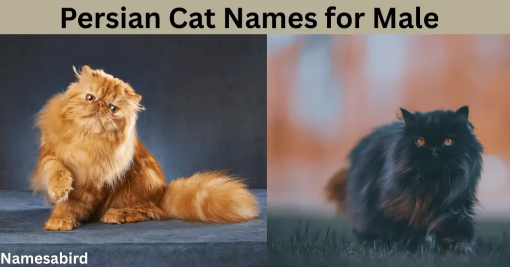 Persian Cat Names for Male