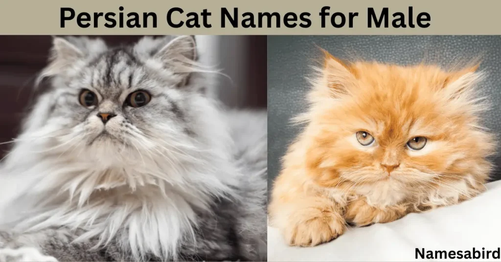 Persian Cat Names for Male