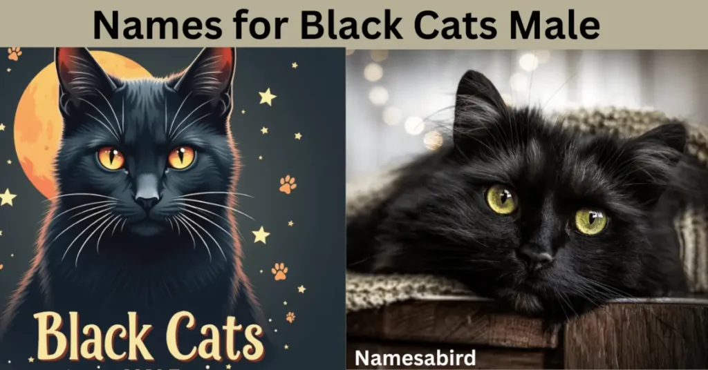 Names for Black Cats Male