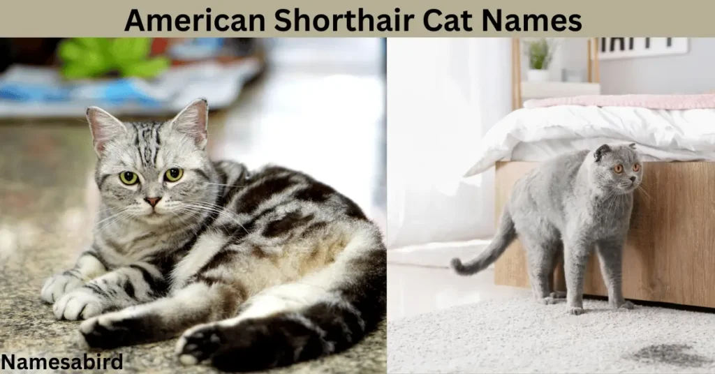 American Shorthair Cat Names