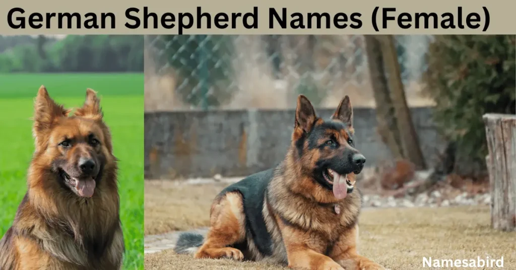 German Shepherd Names (Female) 