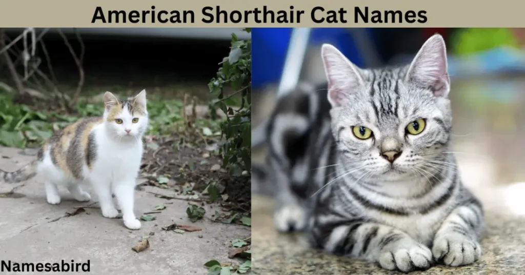 American Shorthair Cat Names