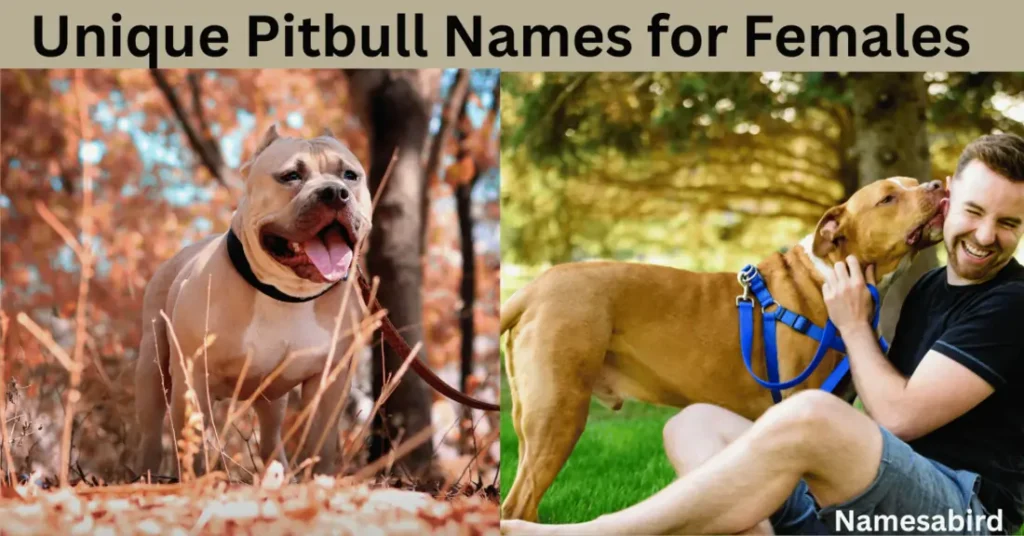 Unique Pitbull Names for Females