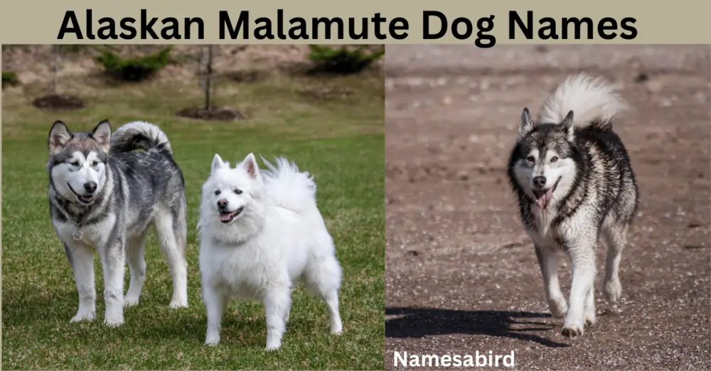 Alaskan Malamute Dog Names