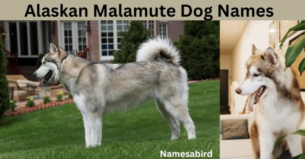 Alaskan Malamute Dog Names