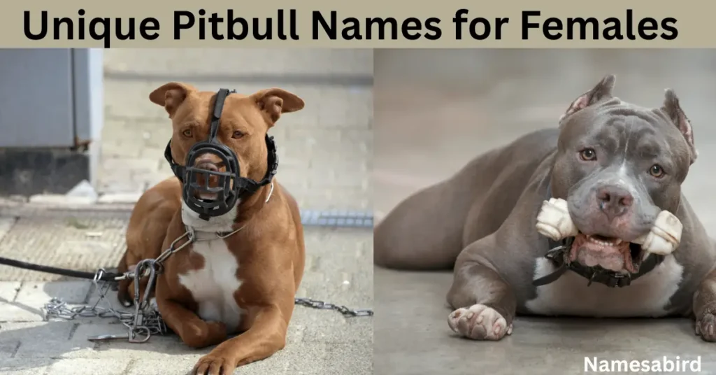 Unique Pitbull Names for Females