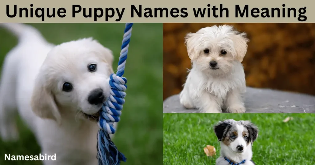 Unique Puppy Names with Meaning