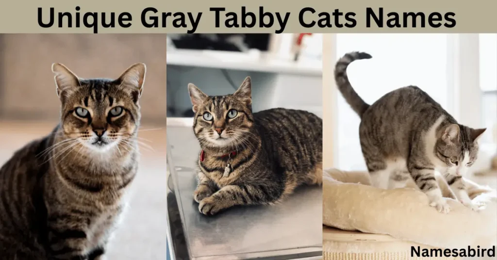 Tabby Cats Names
