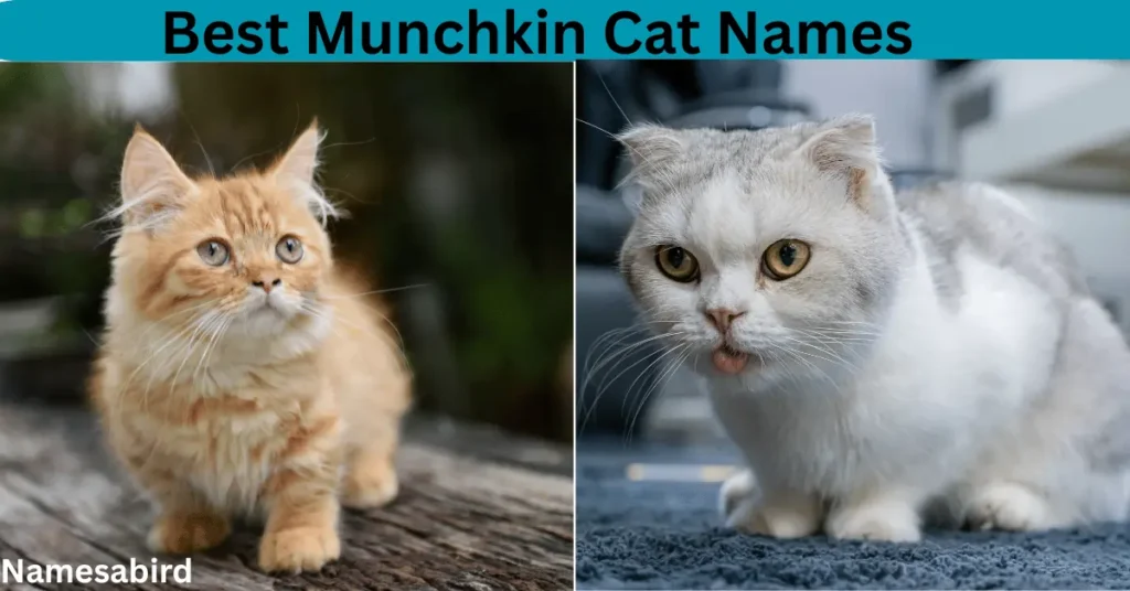 Best Munchkin Cat Names