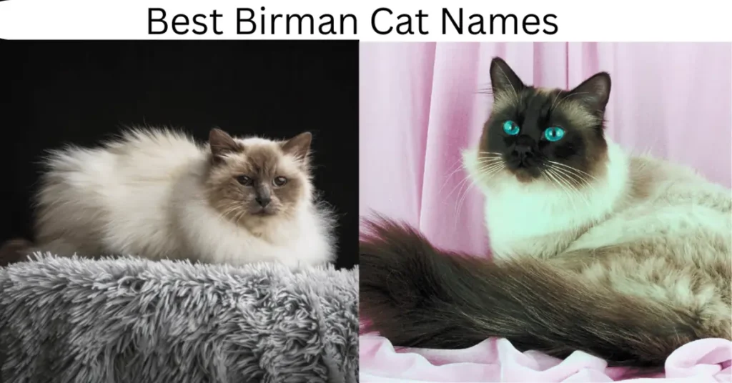 Birman Cat Names