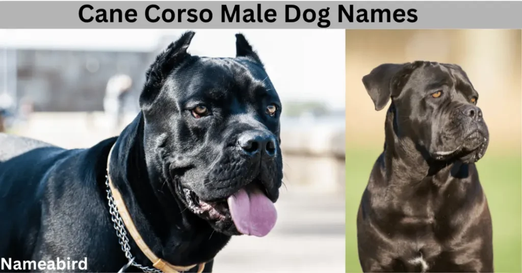 Cane Corso Male Dog Names