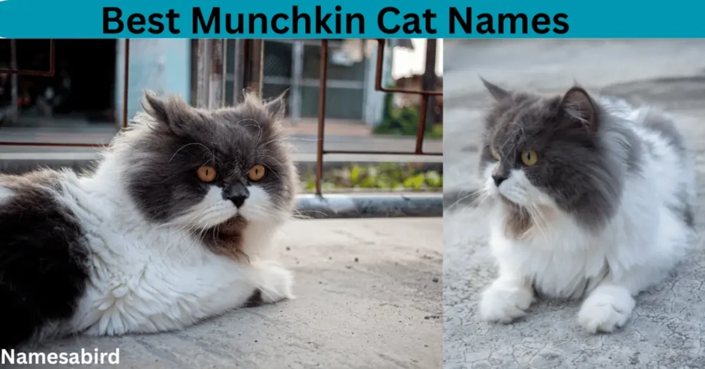 Best Munchkin Cat Names
