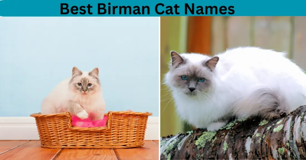 Birman Cat Names