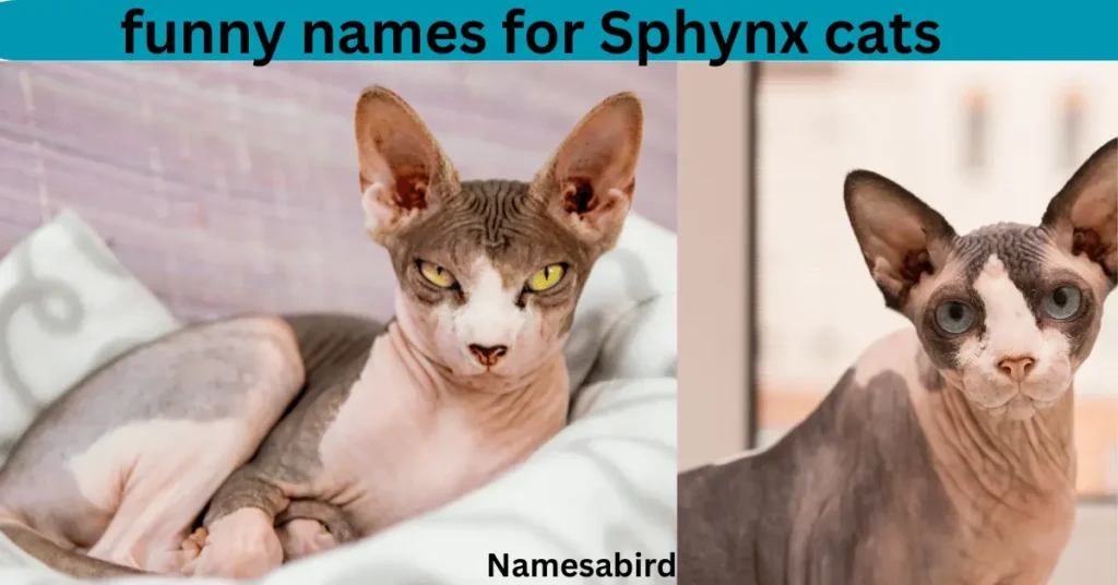 funny names for Sphynx cats