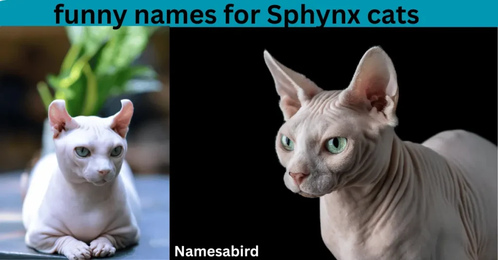 funny names for Sphynx cats