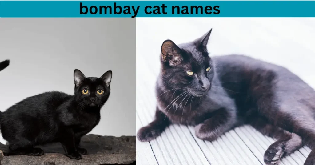 bombay cat names