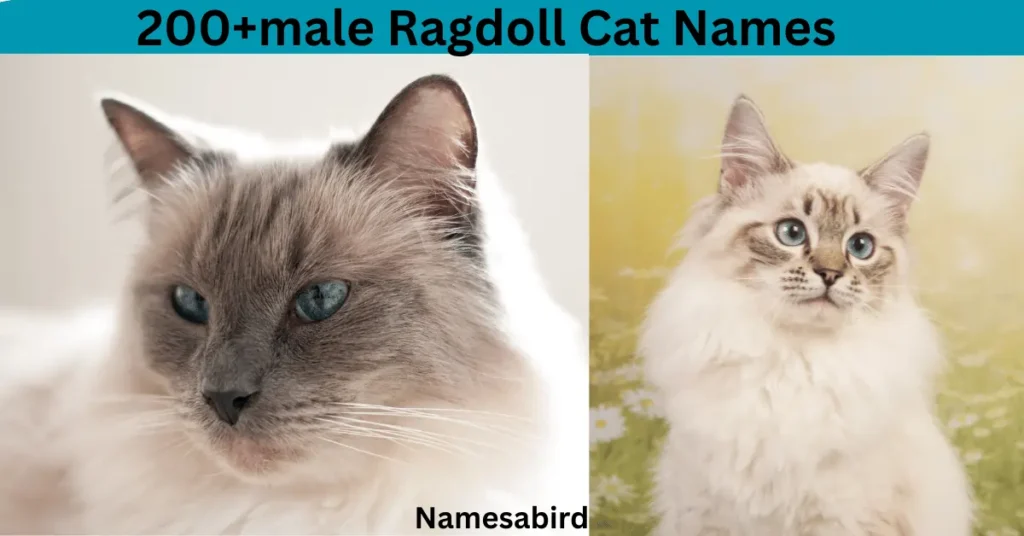 male Ragdoll Cat Names