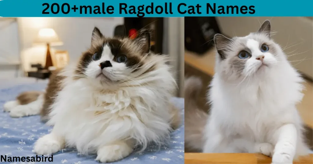 200+male Ragdoll Cat Names