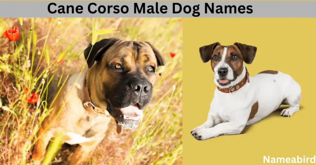 Cane Corso Male Dog Names
