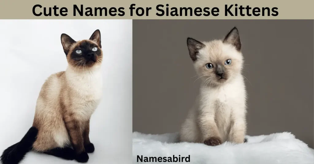 Cute Names for Siamese Kittens