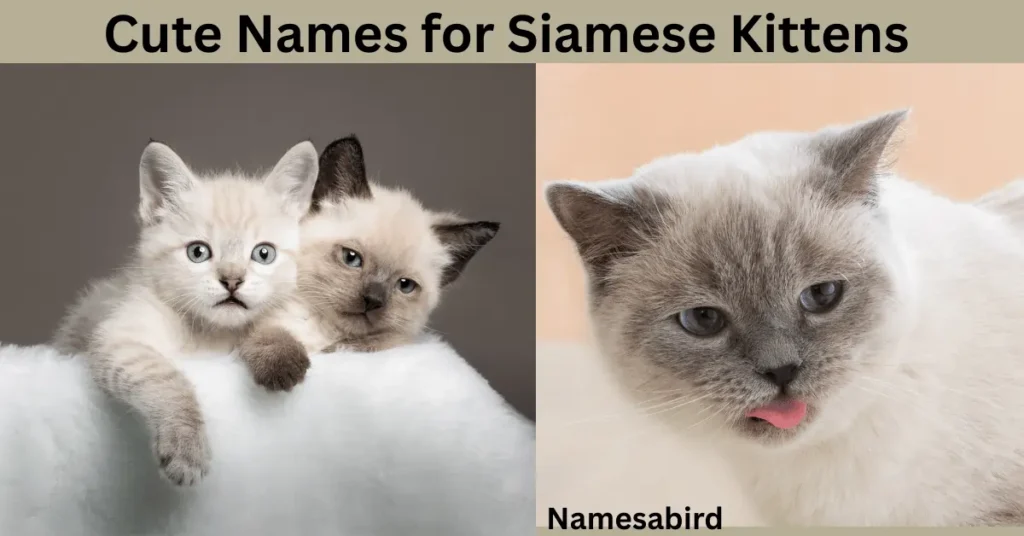 Cute Names for Siamese Kittens