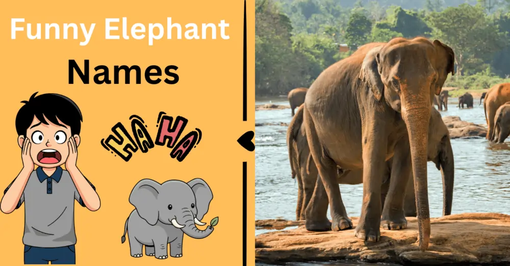 Funny Elephant Names