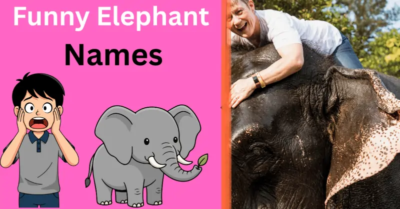 Funny Elephant Names