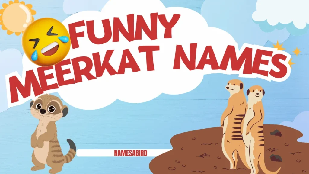 Best Funny Meerkat Names 