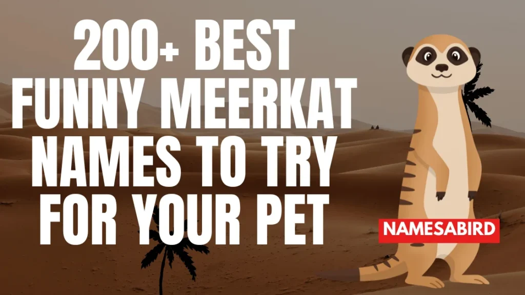 Best Funny Meerkat Names 