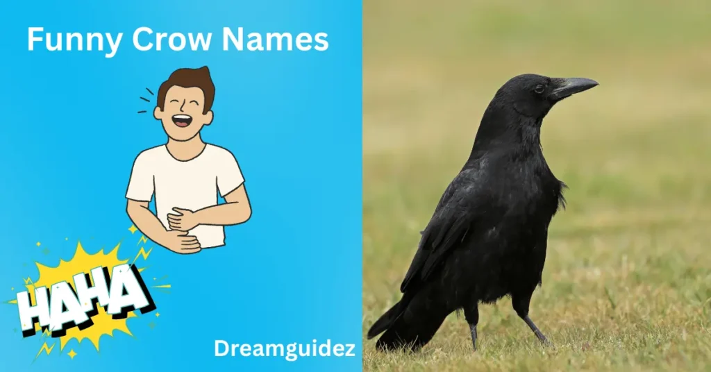 funny crow names