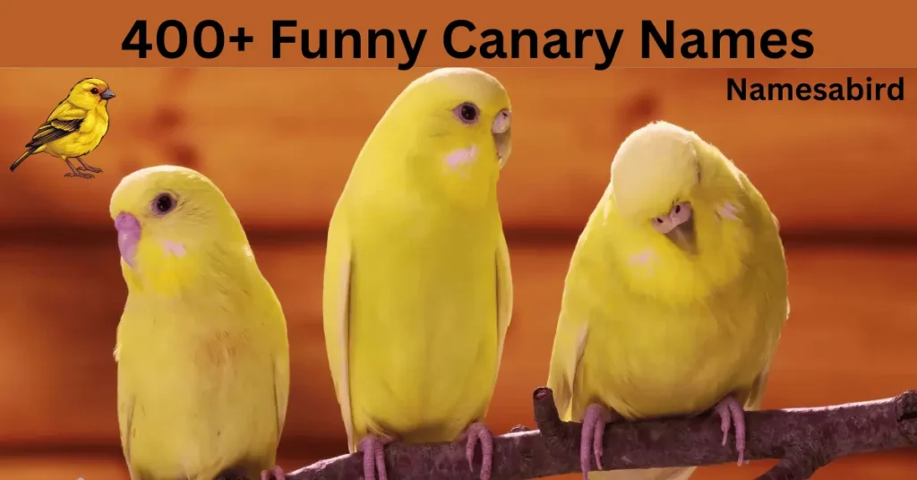 Canary Names – 400 + Funny, Unique Names for Your Pet Canary