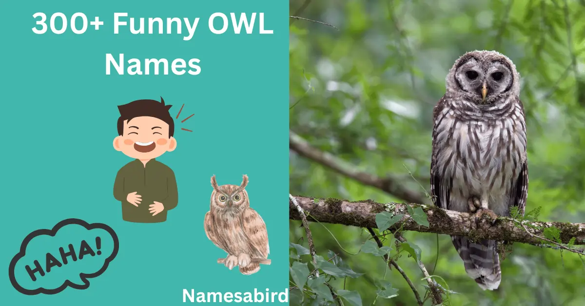 Top 300 + Hilarious and Funny Owl Names 