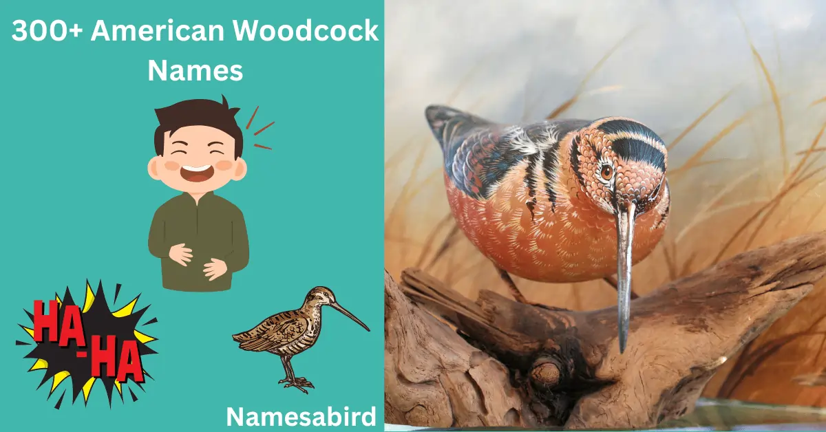 300+ American Woodcock Names: Funny, Flock & Unique Name ideas