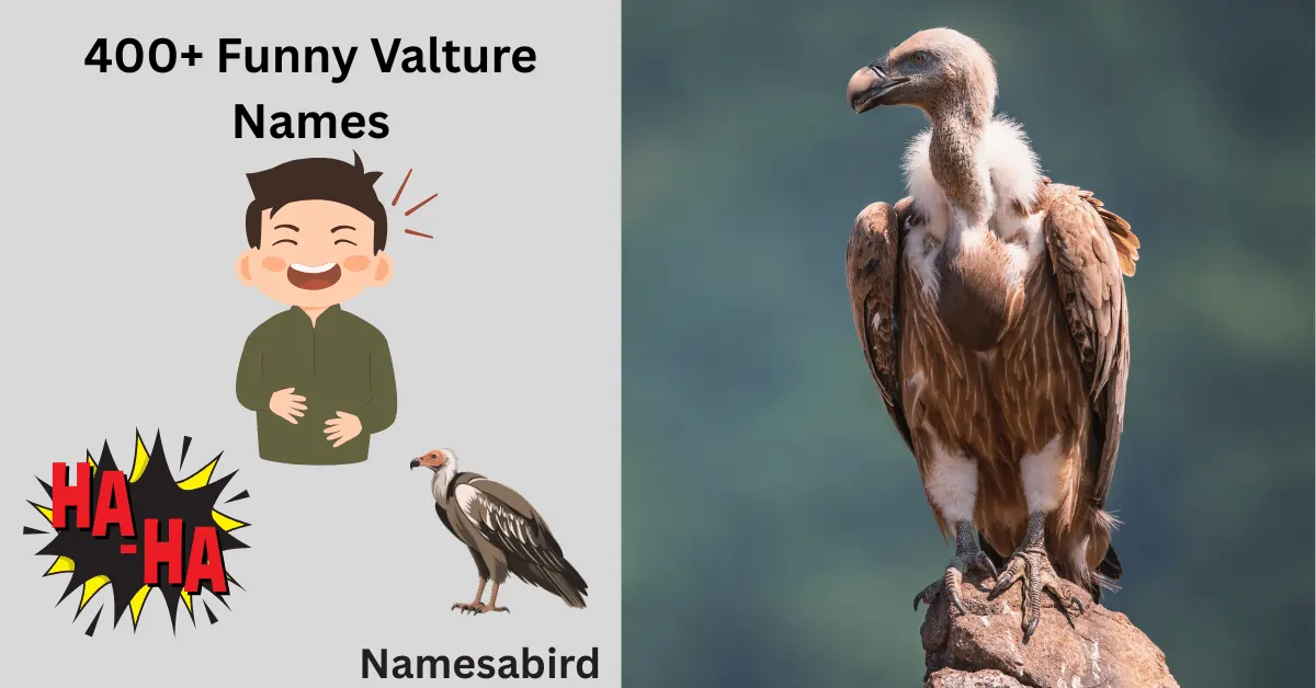 300+ Funny Vulture Names | Cool & Catchy With Generator 