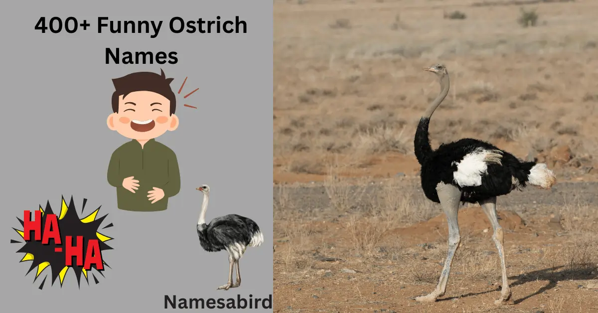 300+ Funny Ostrich Names Cute & unique with Generator