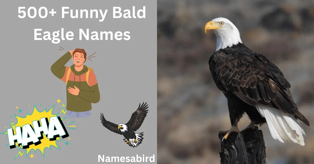 500+ Funny Bald Eagle Names