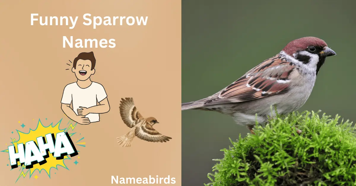 funny Sparrow Names