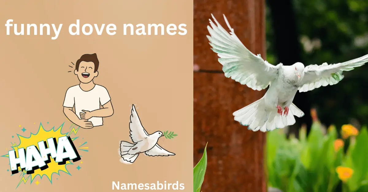 Funny Dove Names
