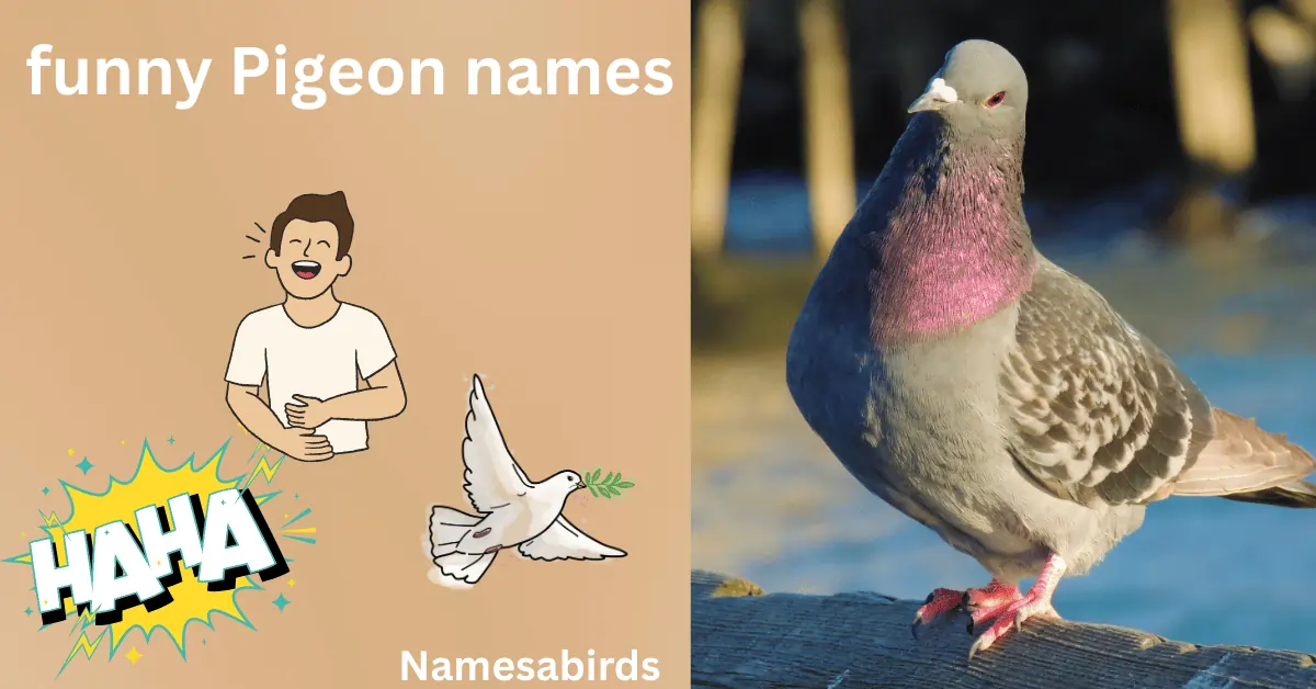 Funny Pigeon Names Clever & Cute Picks For Your Pet Bird