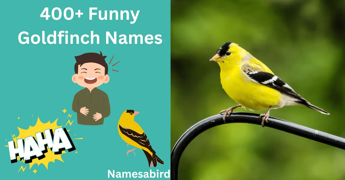 400+ Funny Goldfinch Names: Hilarious & Unique Cool Ideas