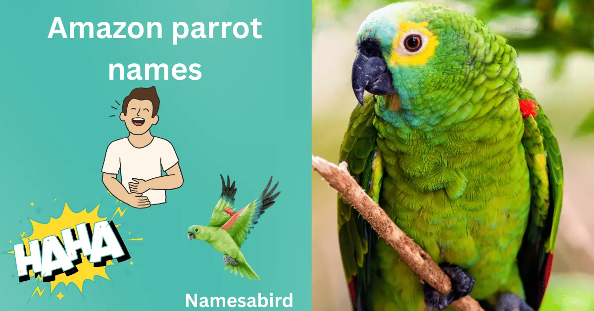 Amazon Parrot Names