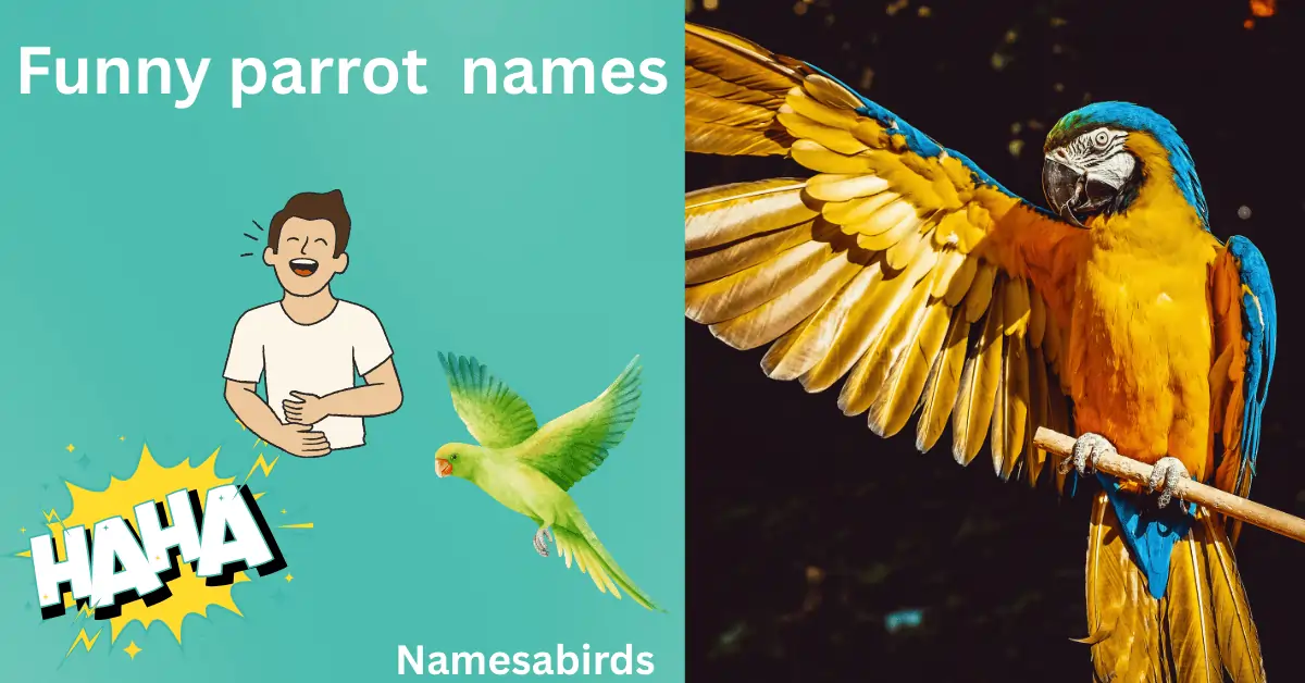 200+Funny Parrot Names That’ll Make You Snort-Laugh
