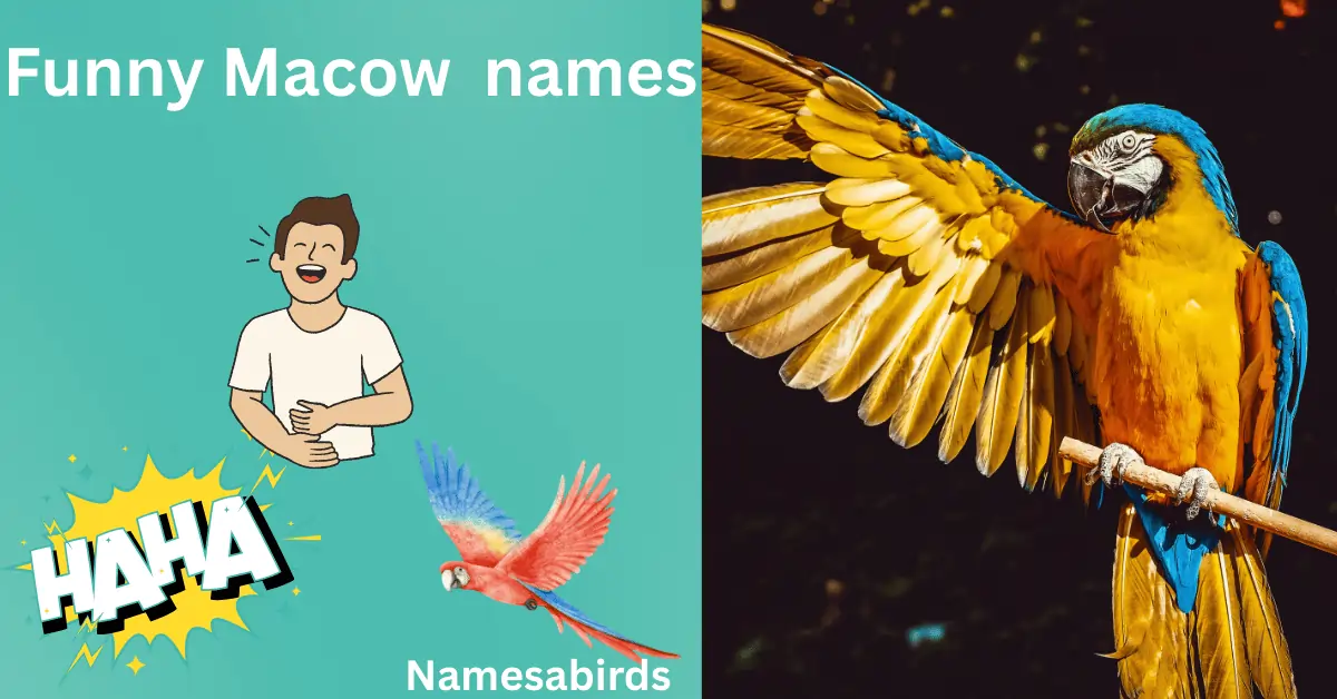 300+ Hilarious and Funny Macaw Names