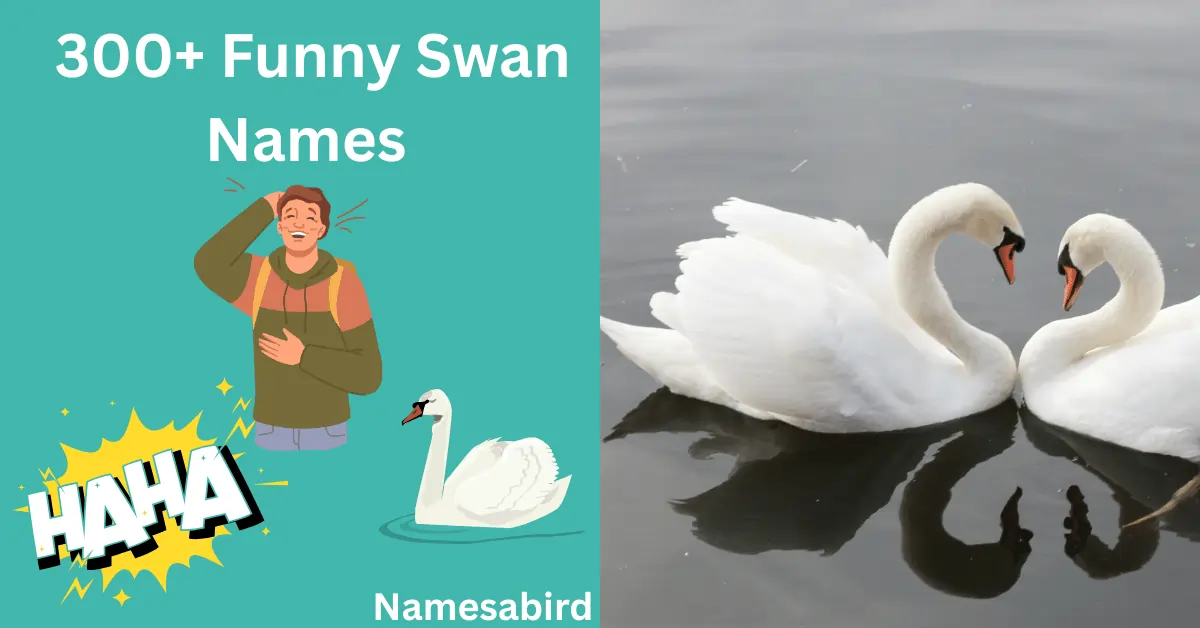 300+ Funny Swan Names That’ll Make You snort- Laugh