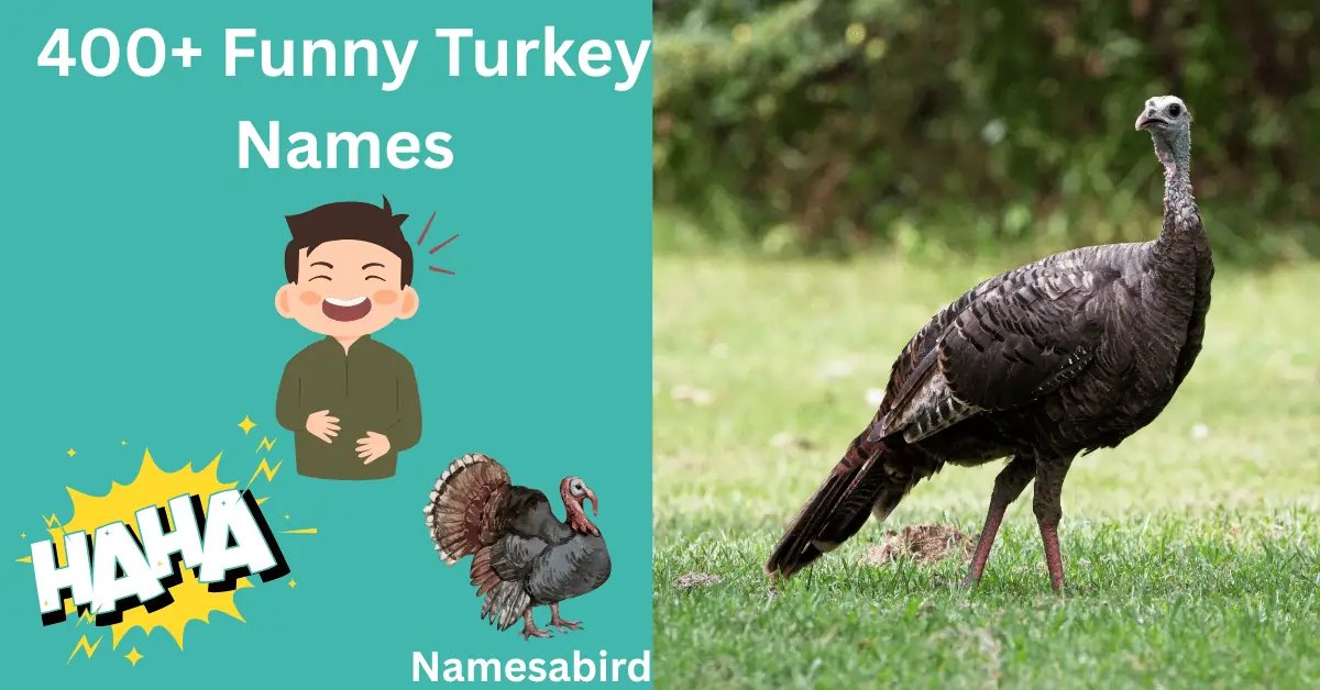 400+ Funny Turkey Names That’ll Make You Snort-Laughs
