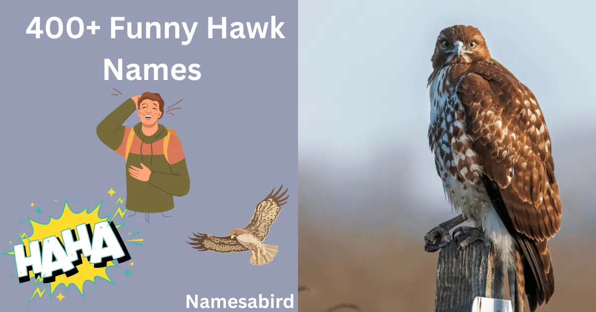 400+ Funny Hawk Names –Cool, creative & Hilarious Best Ideas