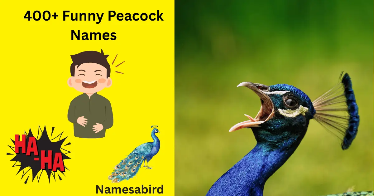 400 Funny Peacock Names ( Hilarious& Creative ) Meaning + & Generator